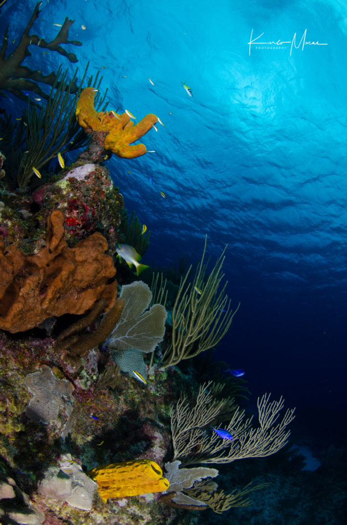 Cayman Reefscape