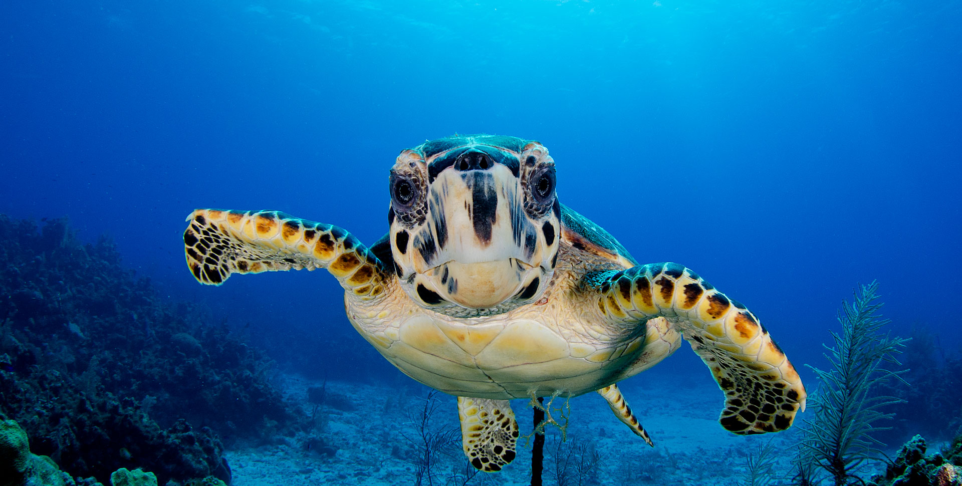 Hawksbill Sea Turtle Background