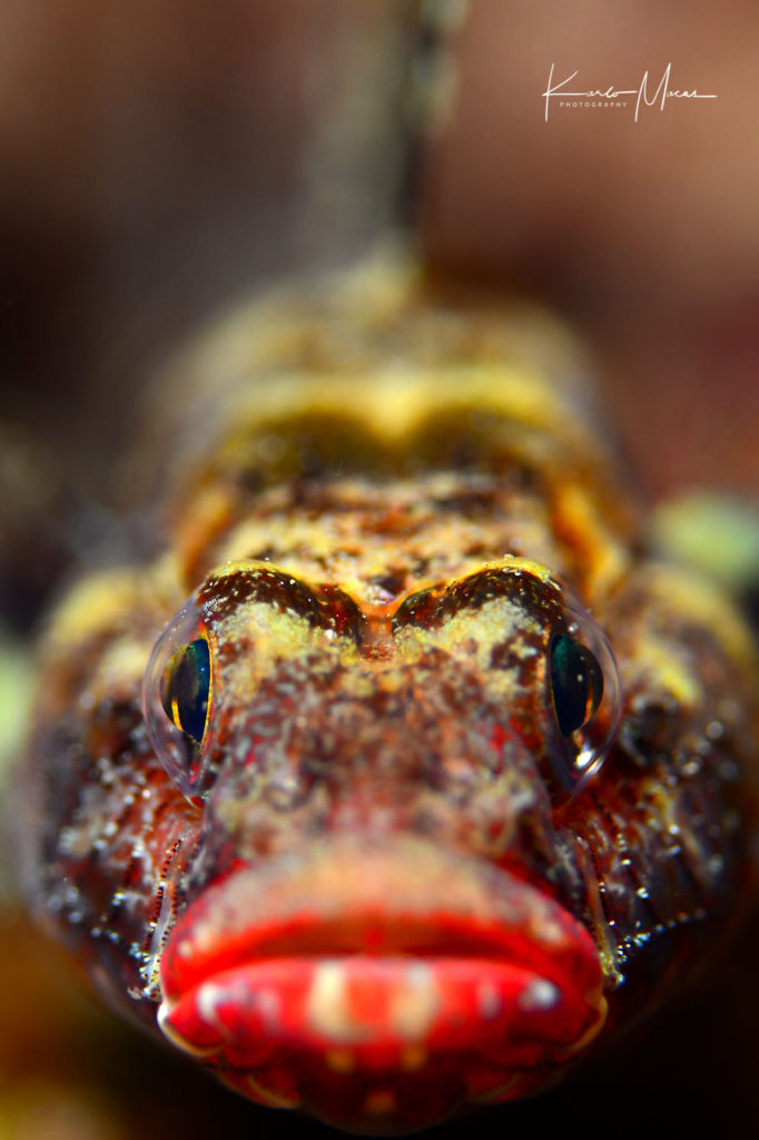 Red-mouthed Goby