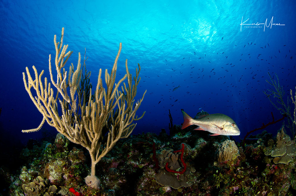 Cayman Reefscape
