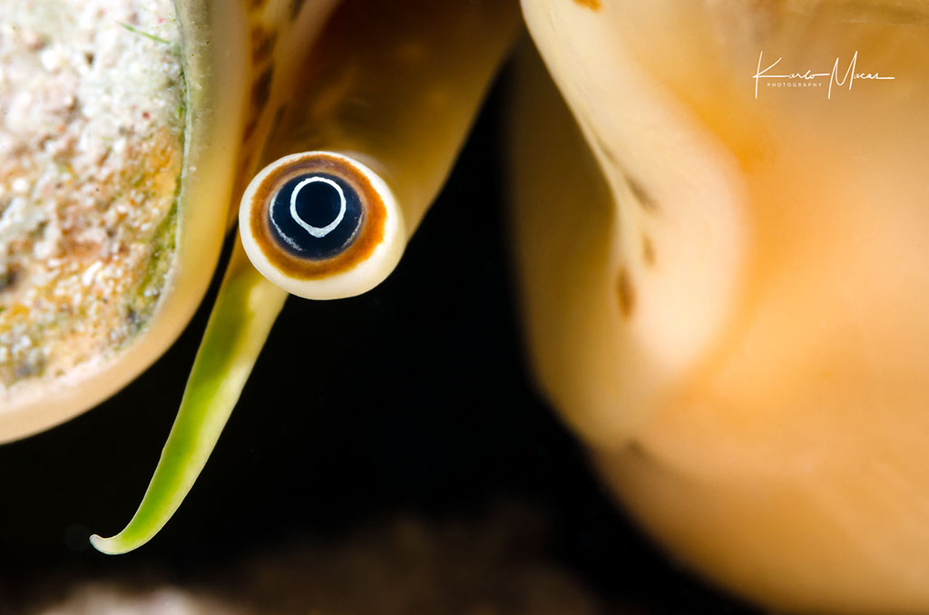 Conch Eye
